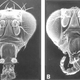 Illustration for article titled I can't stop looking at these mutant fruitflies